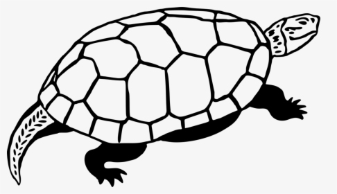 Sea Turtle Reptile Line Art Drawing - Gopher Tortoise, HD Png Download, Transparent PNG