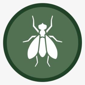 Fly Icon-02 - Illustration, HD Png Download, Transparent PNG