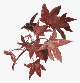Maple Leaf, HD Png Download, Transparent PNG