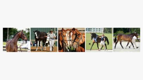 Rearing Horse Png, Transparent Png, Transparent PNG