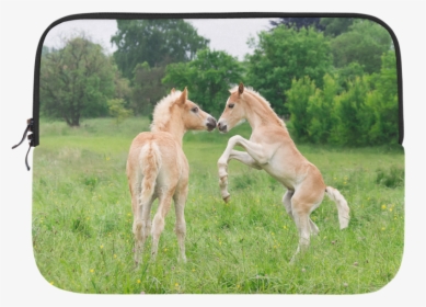 Haflinger Horses Cute Funny Pony Foals Playing Horse, HD Png Download, Transparent PNG