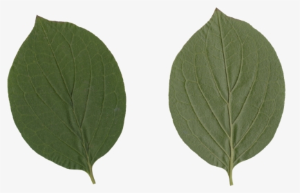 Nature Leaves - Swamp Birch, HD Png Download, Transparent PNG