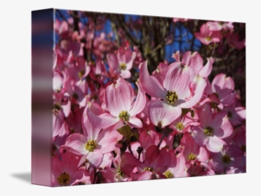 Transparent Spring Dogwood Tree - Flowering Dogwood, HD Png Download, Transparent PNG