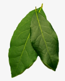 Bay Leaf Png, Transparent Png, Transparent PNG