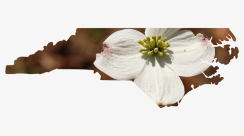 North Carolina - Cherry Blossom, HD Png Download, Transparent PNG