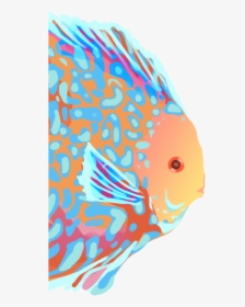 Pomacentridae, HD Png Download, Transparent PNG