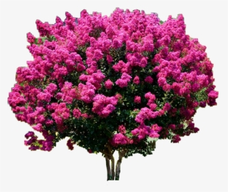 Lagerstroemia Indica, HD Png Download, Transparent PNG