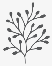 Cd Kakadu Plum - Twig, HD Png Download, Transparent PNG