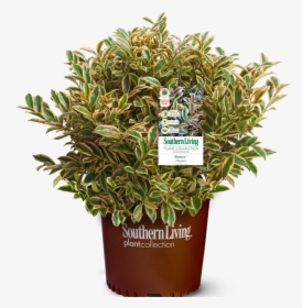 Romeo Cleyera In Branded Pot Main - Southern Living, HD Png Download, Transparent PNG