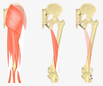 Bone, HD Png Download, Transparent PNG