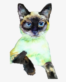 #colormehappy #kitty #mykitty #miles #siamesecats #siamese - Siamese Cat Posing, HD Png Download, Transparent PNG