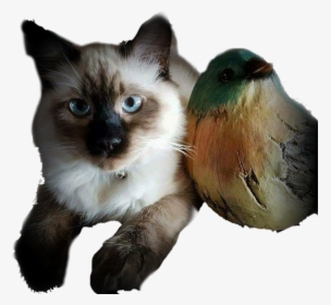 #kitten #louis #ragdoll #siamese #cat @libertymoon74 - Kitten, HD Png Download, Transparent PNG