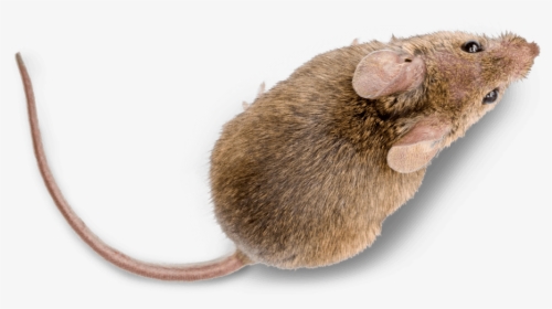 Mice Pest Control Treatment From Sudden Death - Marsh Rice Rat, HD Png Download, Transparent PNG