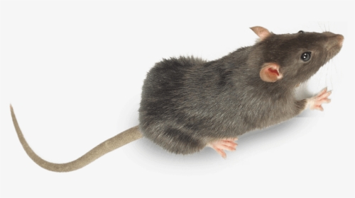 Rats Pest Control Treatment From Sudden Death - Marsh Rice Rat, HD Png Download, Transparent PNG