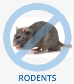 Avoid Rats, HD Png Download, Transparent PNG