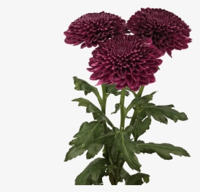 Chrysanths, HD Png Download, Transparent PNG