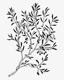 Clipart Freeuse Library Black Wreath Sketch Silhouette - Ancient Roman Olive Branch, HD Png Download, Transparent PNG