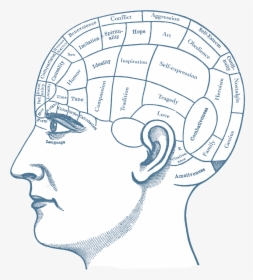 Image - Blank Phrenology Head, HD Png Download, Transparent PNG