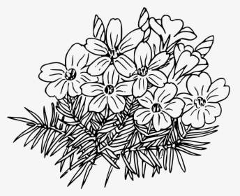 Wild Turkey Clipart Outline Black And White Image Library - Phlox Outline, HD Png Download, Transparent PNG