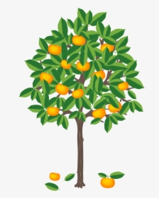 Mandarin Tree Illustration, HD Png Download, Transparent PNG