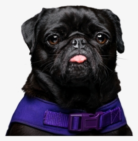 Muffinpug Rescue, HD Png Download, Transparent PNG