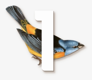 1 Bird Template T - Scientific Vintage Bird Illustration, HD Png Download, Transparent PNG