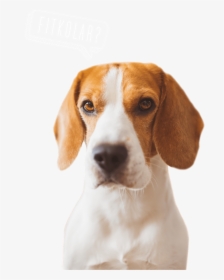 Dog Food - Beagle-harrier, HD Png Download, Transparent PNG
