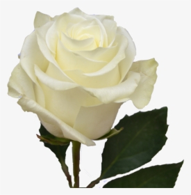 White Ecuadorian Roses, HD Png Download, Transparent PNG