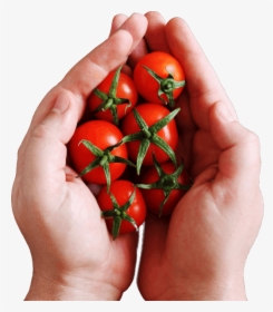 Cherry Tomatoes, HD Png Download, Transparent PNG
