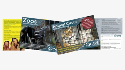 If There Are No Nearby Zoos Or Circuses For You To - Flyer, HD Png Download, Transparent PNG