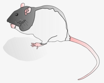 Snout,muridae,tail - Rat, HD Png Download, Transparent PNG