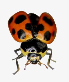 Ladybug Ready To Fly - Ladybug, HD Png Download, Transparent PNG