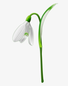 Plant Stem,plant,flower - Snowdrop Clipart, HD Png Download, Transparent PNG