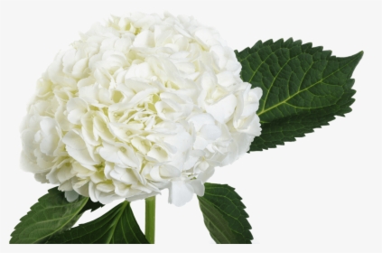 White Hydrangea Single Stem, HD Png Download, Transparent PNG