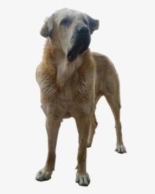 سگ پژدر -kurd Mastiff - Greyhound, HD Png Download, Transparent PNG