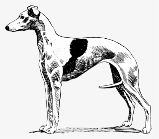 Whippet - Magyar Agár, HD Png Download, Transparent PNG