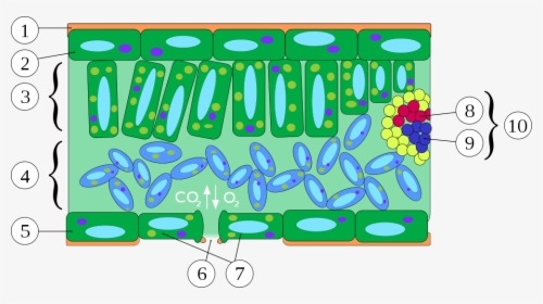 Plant Cell Leaf Cross Section, HD Png Download, Transparent PNG