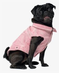 Pug, HD Png Download, Transparent PNG