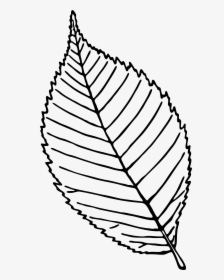 Rose Leaf Black And White , Png Download - Simple Rose Leaf Drawing, Transparent Png, Transparent PNG