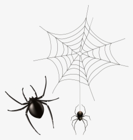 Spider And Cobweb Png Clipart Image Transparent Png - Transparent Spider Web Clipart, Png Download, Transparent PNG