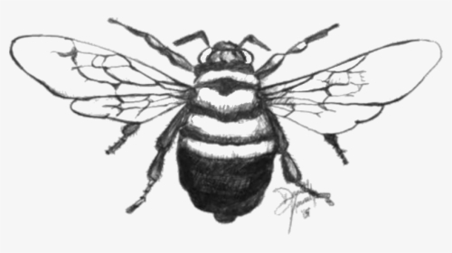 Transparent Bee - Honeybee, HD Png Download, Transparent PNG