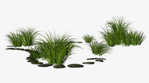 #gras #nature #out #outside - Desert Palm, HD Png Download, Transparent PNG