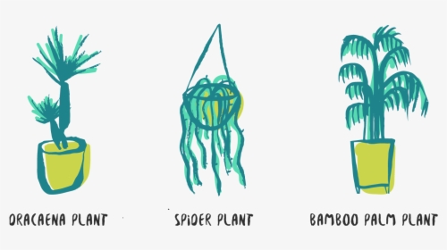 Here Are 6 Of The Best Plants Rated Out Of Five Stars, HD Png Download, Transparent PNG