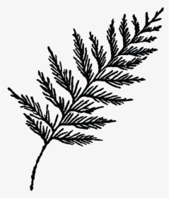 Transparent Cedar Tree Clipart Black And White, HD Png Download, Transparent PNG