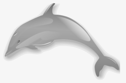 Dolphin Enrique Meza C 02 Clip Art Download - Dolphin, HD Png Download, Transparent PNG