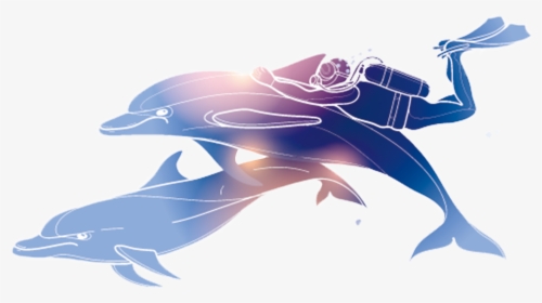 Dolphin Poster Diving, HD Png Download, Transparent PNG