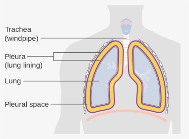Diagram Showing The Lining Of The Lungs Cruk - Lung, HD Png Download, Transparent PNG