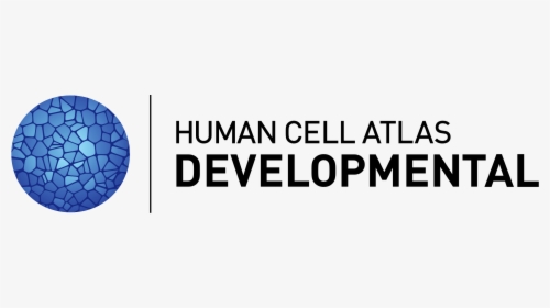 Human Cell Png, Transparent Png, Transparent PNG