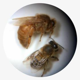 Bee Clipart - Honeybee, HD Png Download, Transparent PNG