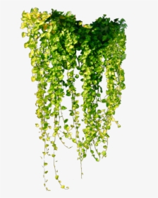 #ftestickers #greenery #ivy #hanging #green - Ivy Vine Png, Transparent Png, Transparent PNG